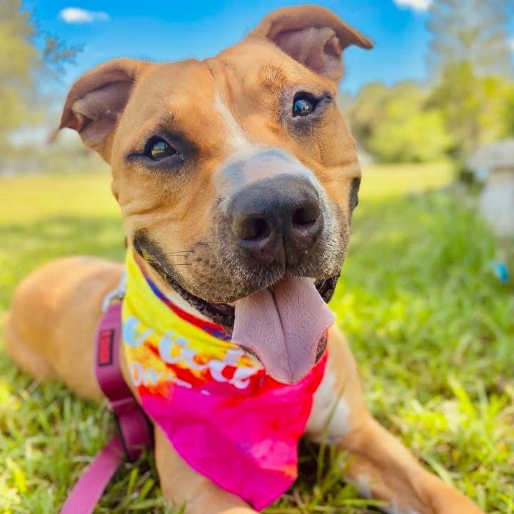 Attila, an adoptable Pit Bull Terrier in Sarasota, FL, 34241 | Photo Image 1