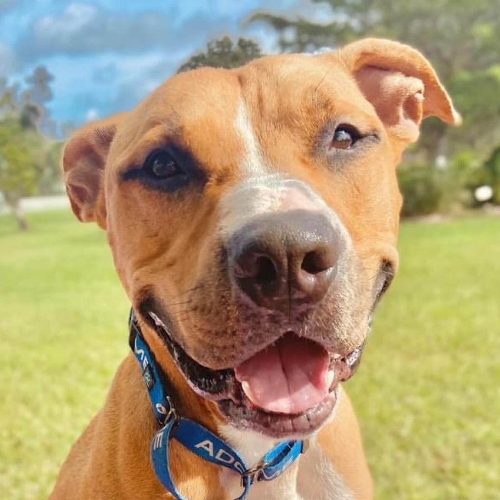 Attila, an adoptable Pit Bull Terrier in Sarasota, FL, 34241 | Photo Image 2