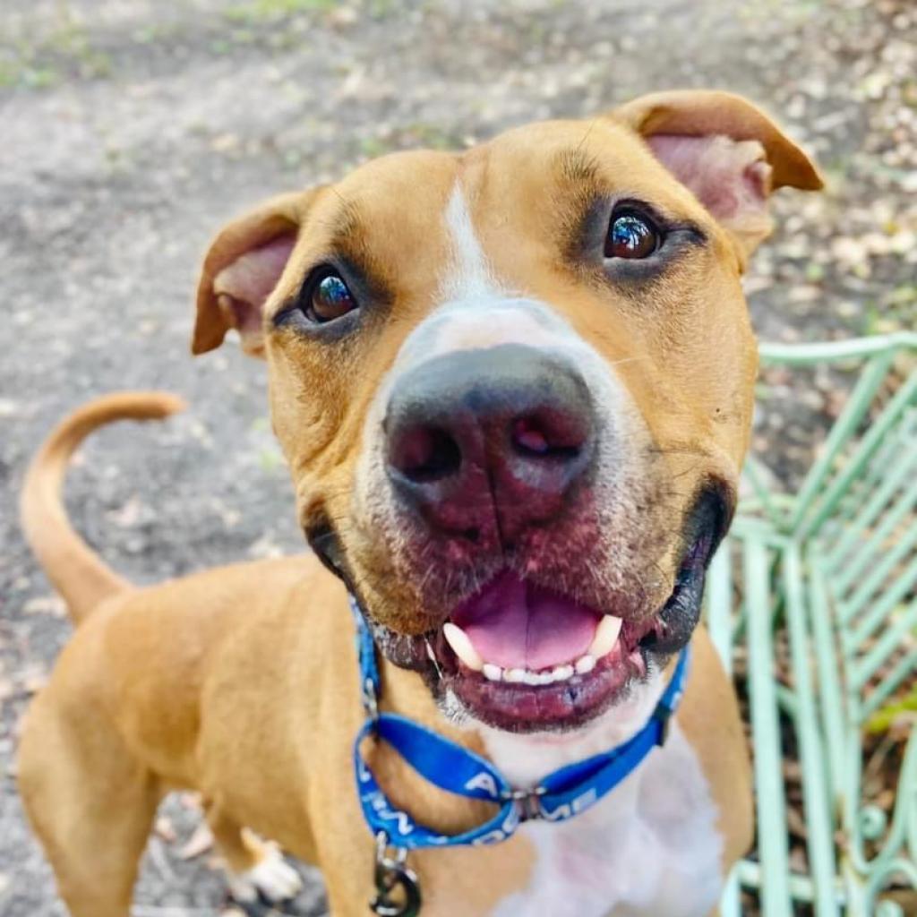 Attila, an adoptable Pit Bull Terrier in Sarasota, FL, 34241 | Photo Image 3