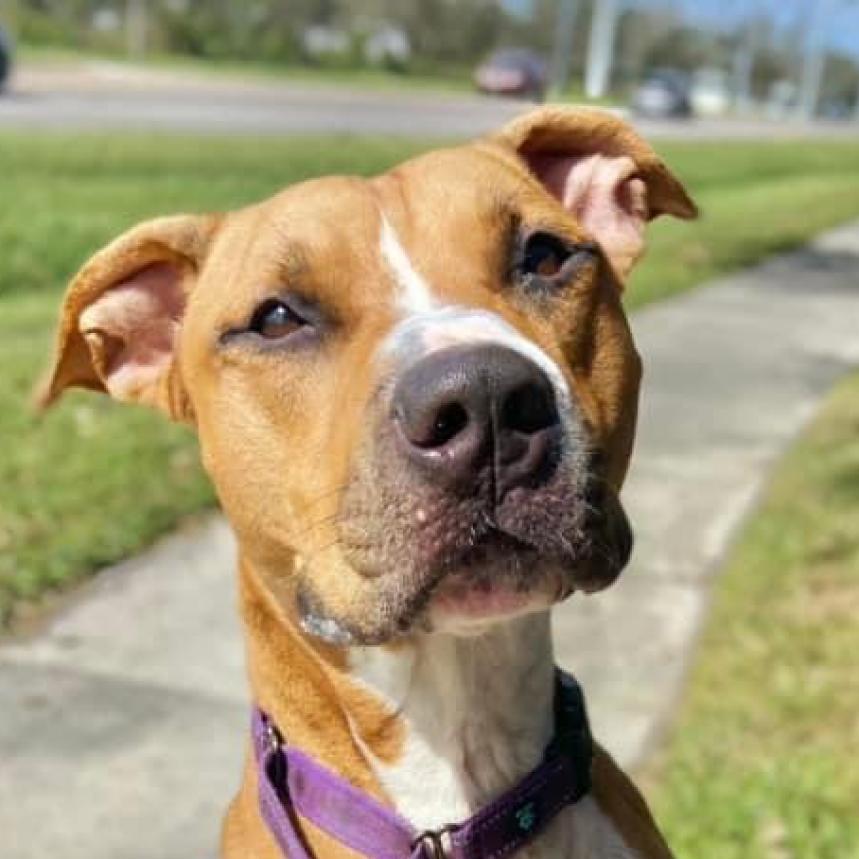 Attila, an adoptable Pit Bull Terrier in Sarasota, FL, 34241 | Photo Image 4