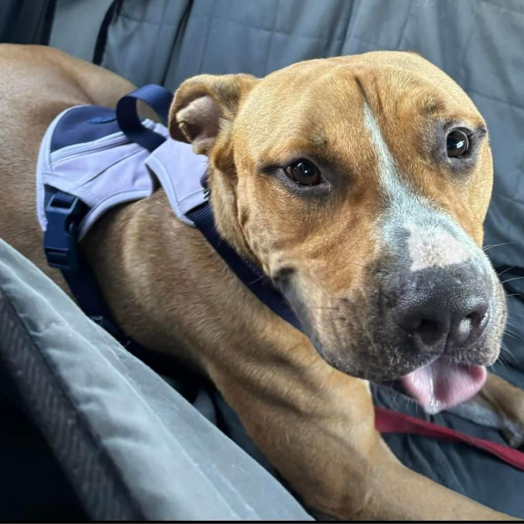 Attila, an adoptable Pit Bull Terrier in Sarasota, FL, 34241 | Photo Image 5