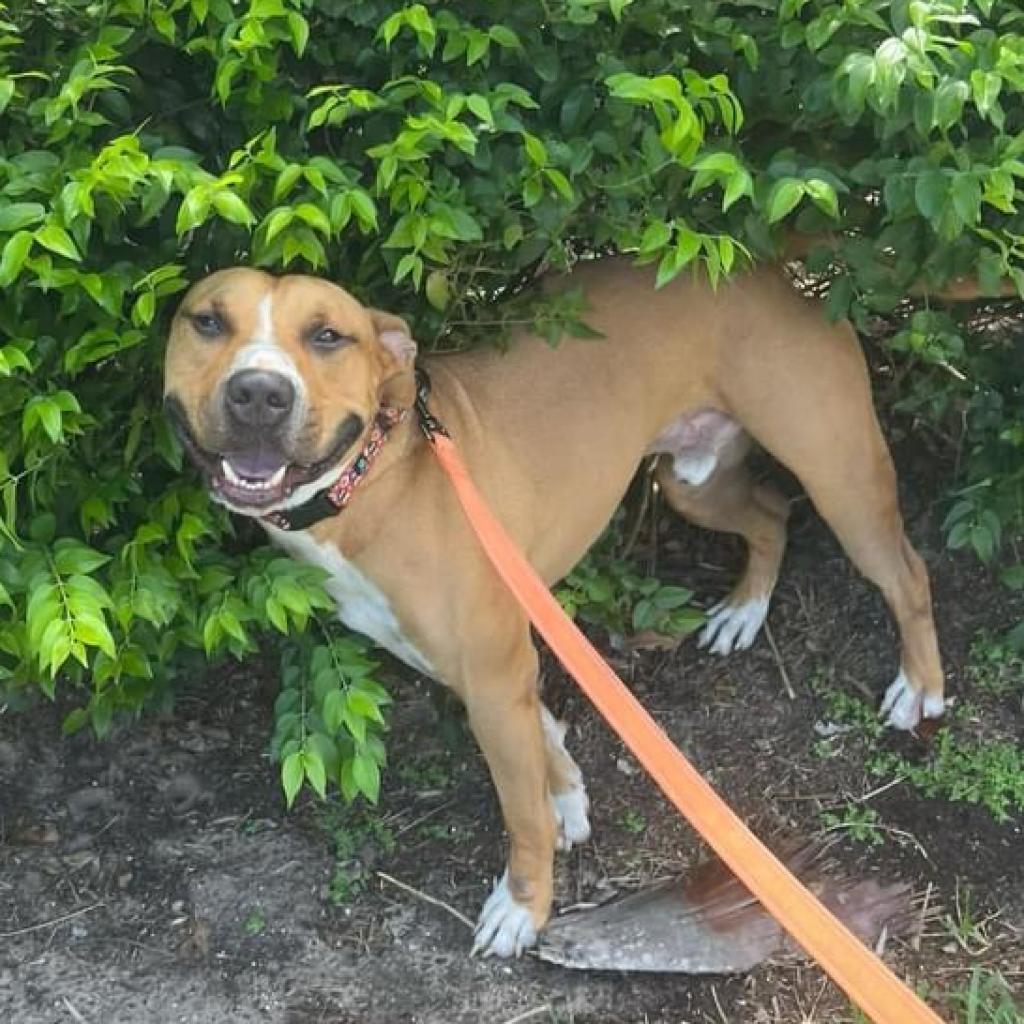 Attila, an adoptable Pit Bull Terrier in Sarasota, FL, 34241 | Photo Image 6
