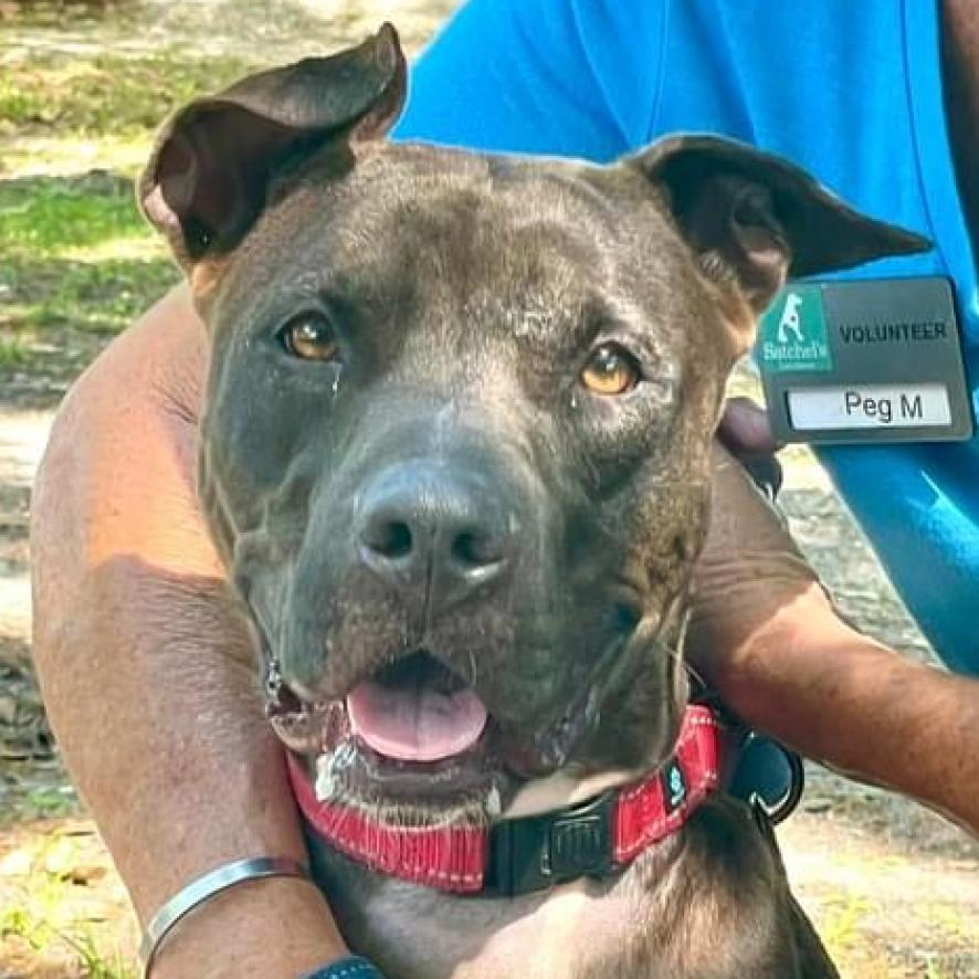 Sicily, an adoptable Shar-Pei, Pit Bull Terrier in Sarasota, FL, 34241 | Photo Image 1
