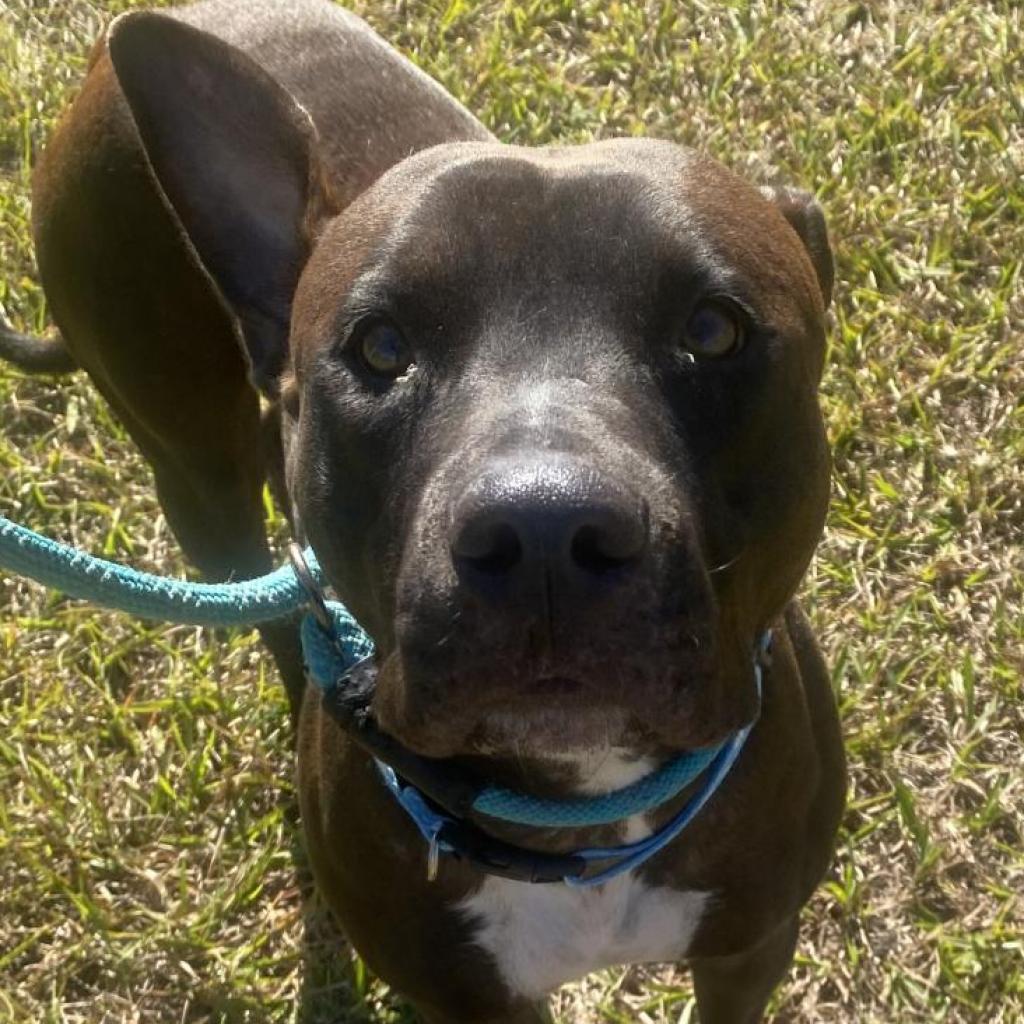 Sicily, an adoptable Shar-Pei, Pit Bull Terrier in Sarasota, FL, 34241 | Photo Image 2