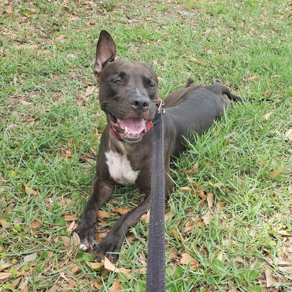 Sicily, an adoptable Shar-Pei, Pit Bull Terrier in Sarasota, FL, 34241 | Photo Image 3