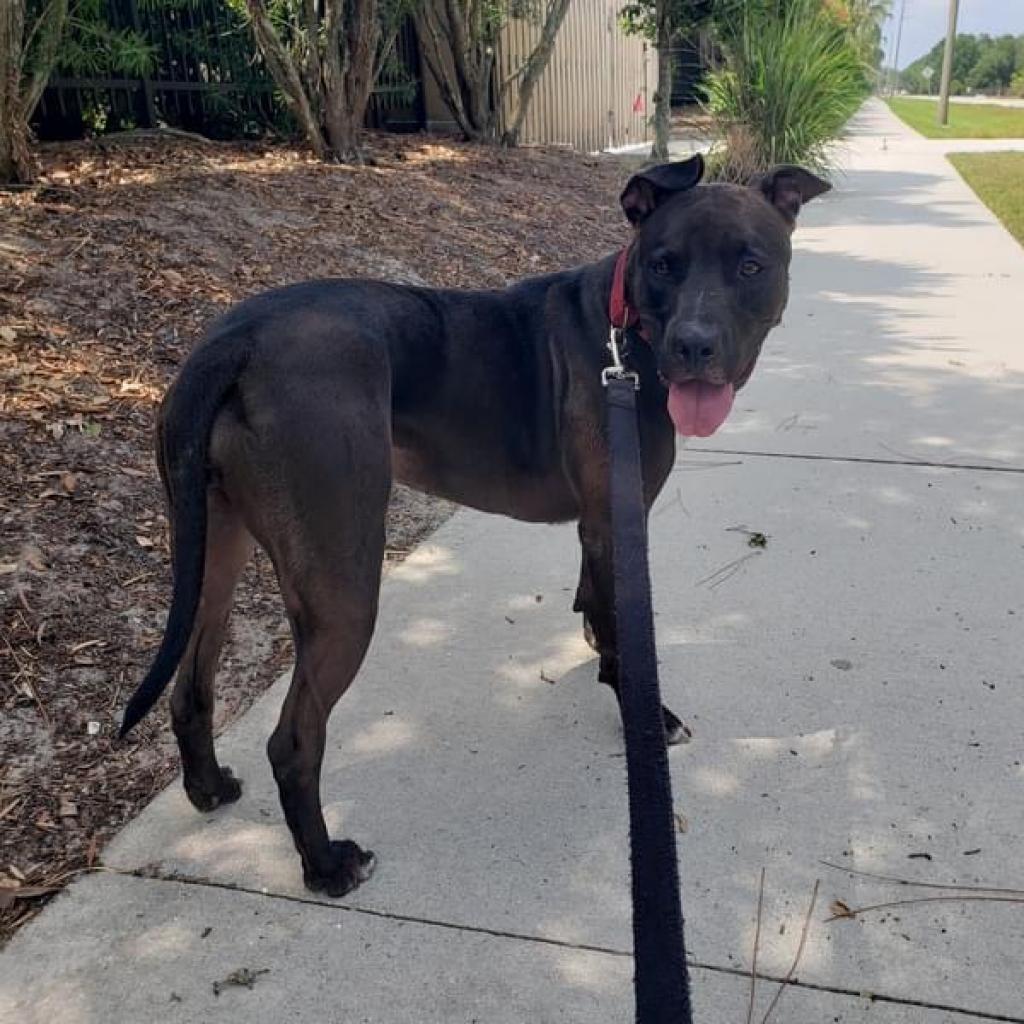 Sicily, an adoptable Shar-Pei, Pit Bull Terrier in Sarasota, FL, 34241 | Photo Image 4