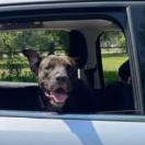 Sicily, an adoptable Shar-Pei, Pit Bull Terrier in Sarasota, FL, 34241 | Photo Image 6