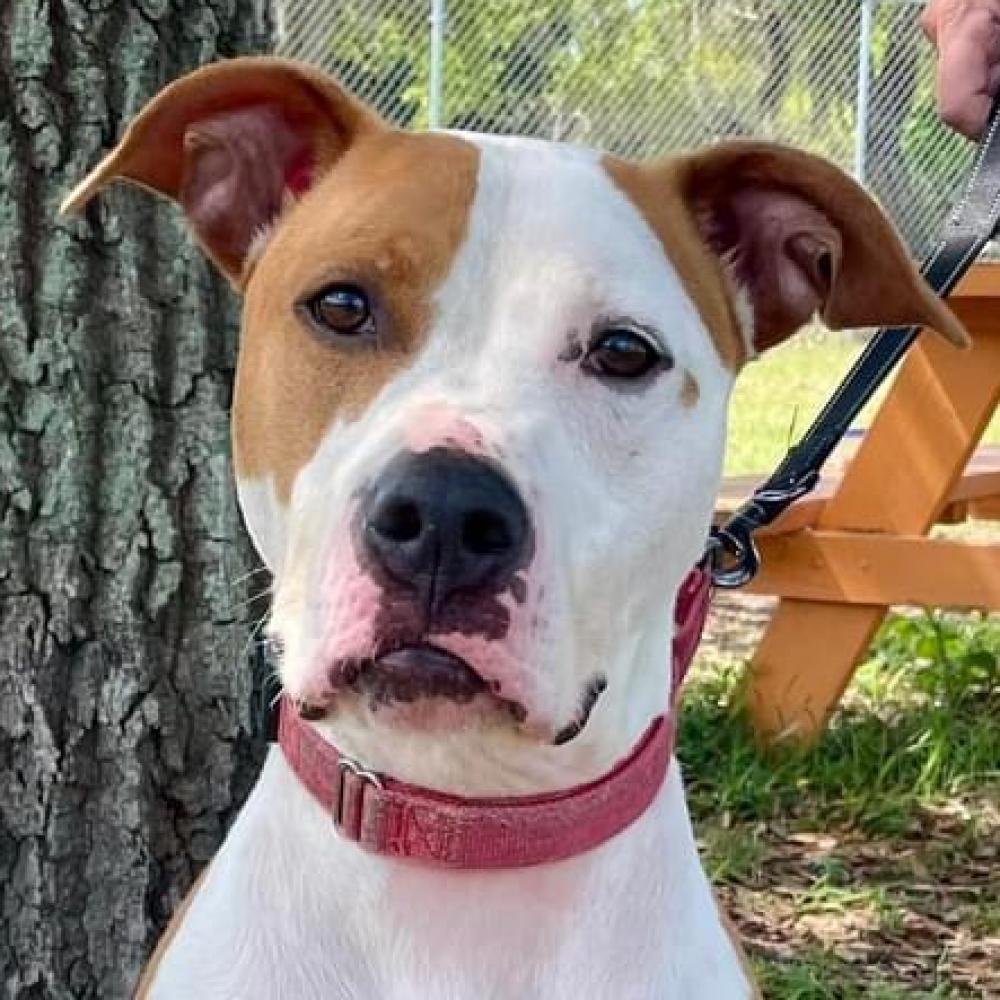 Brew, an adoptable Pit Bull Terrier in Sarasota, FL, 34241 | Photo Image 1