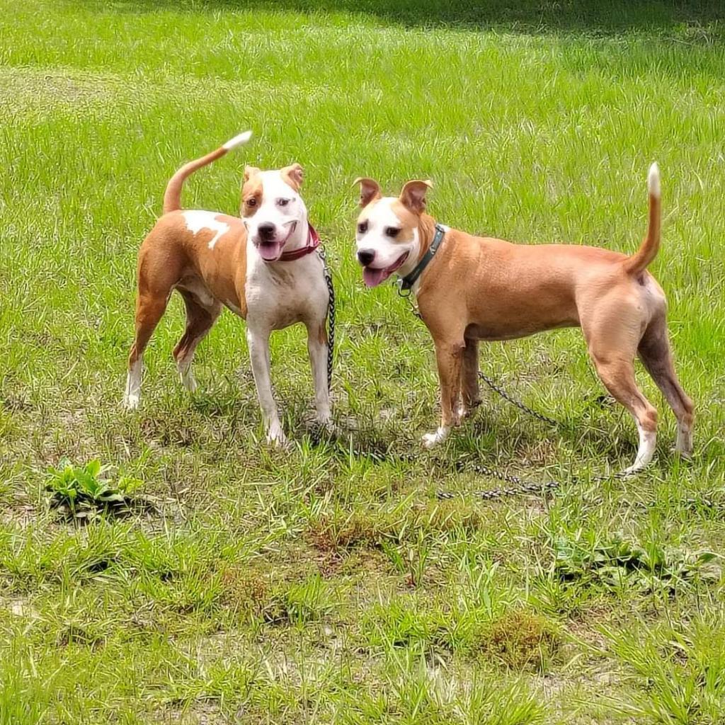 Brew, an adoptable Pit Bull Terrier in Sarasota, FL, 34241 | Photo Image 2