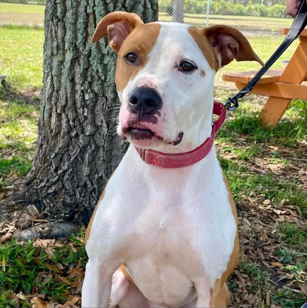 Brew, an adoptable Pit Bull Terrier in Sarasota, FL, 34241 | Photo Image 3