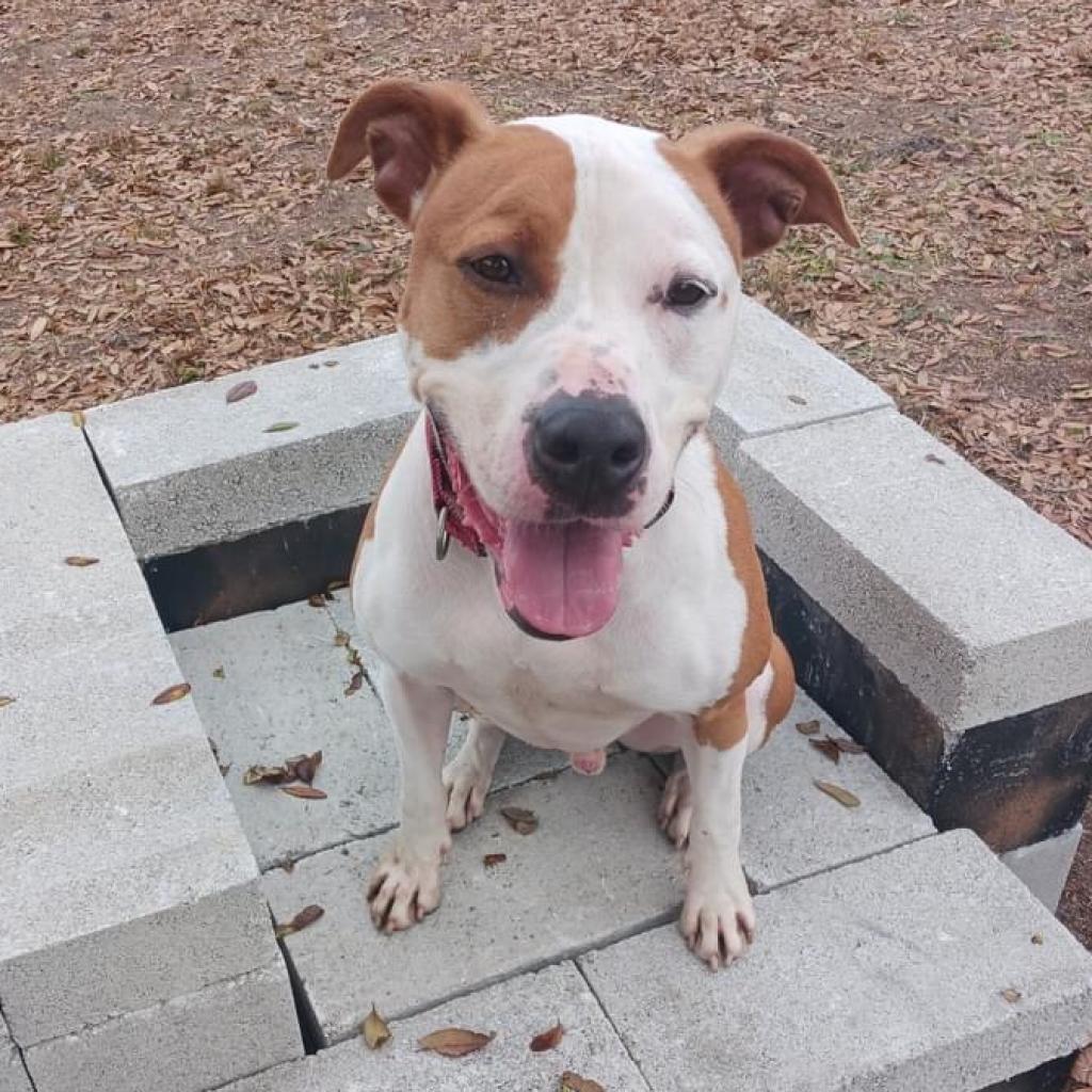 Brew, an adoptable Pit Bull Terrier in Sarasota, FL, 34241 | Photo Image 4