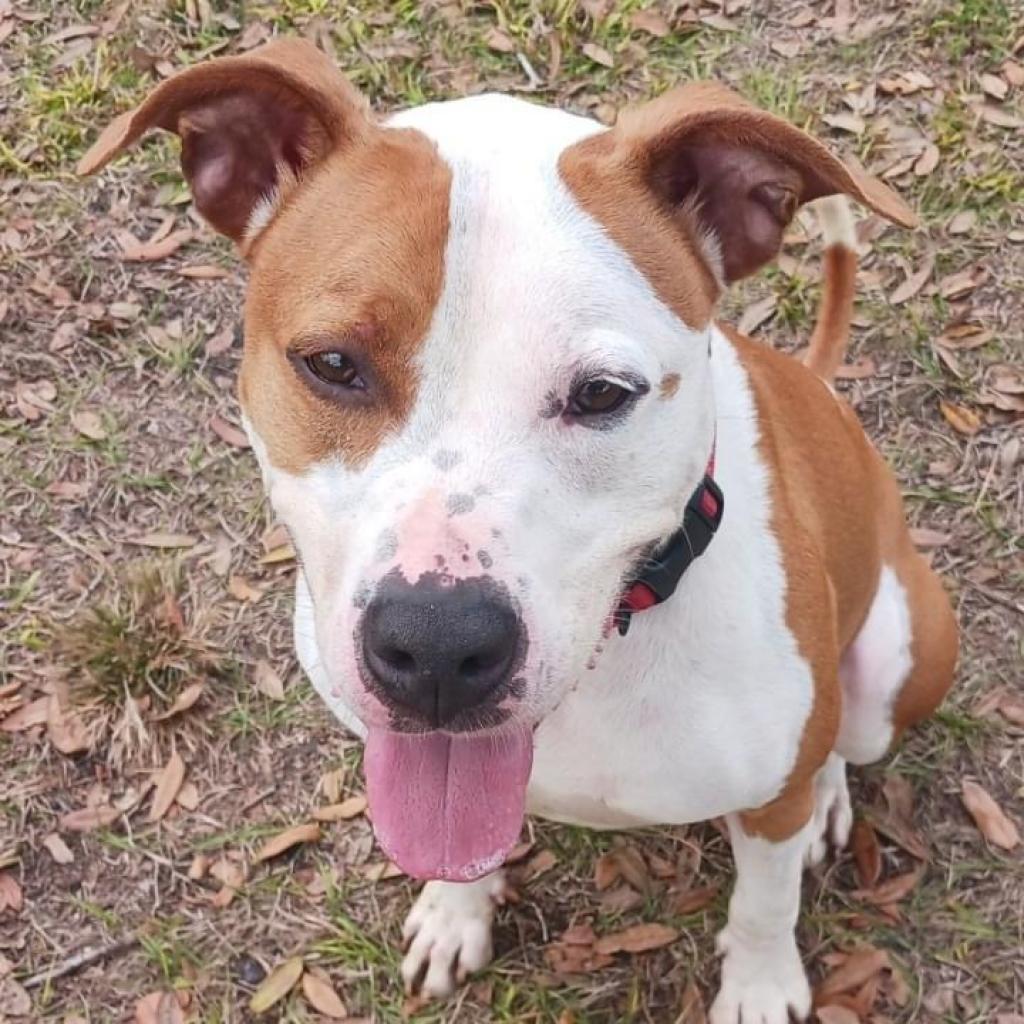 Brew, an adoptable Pit Bull Terrier in Sarasota, FL, 34241 | Photo Image 5