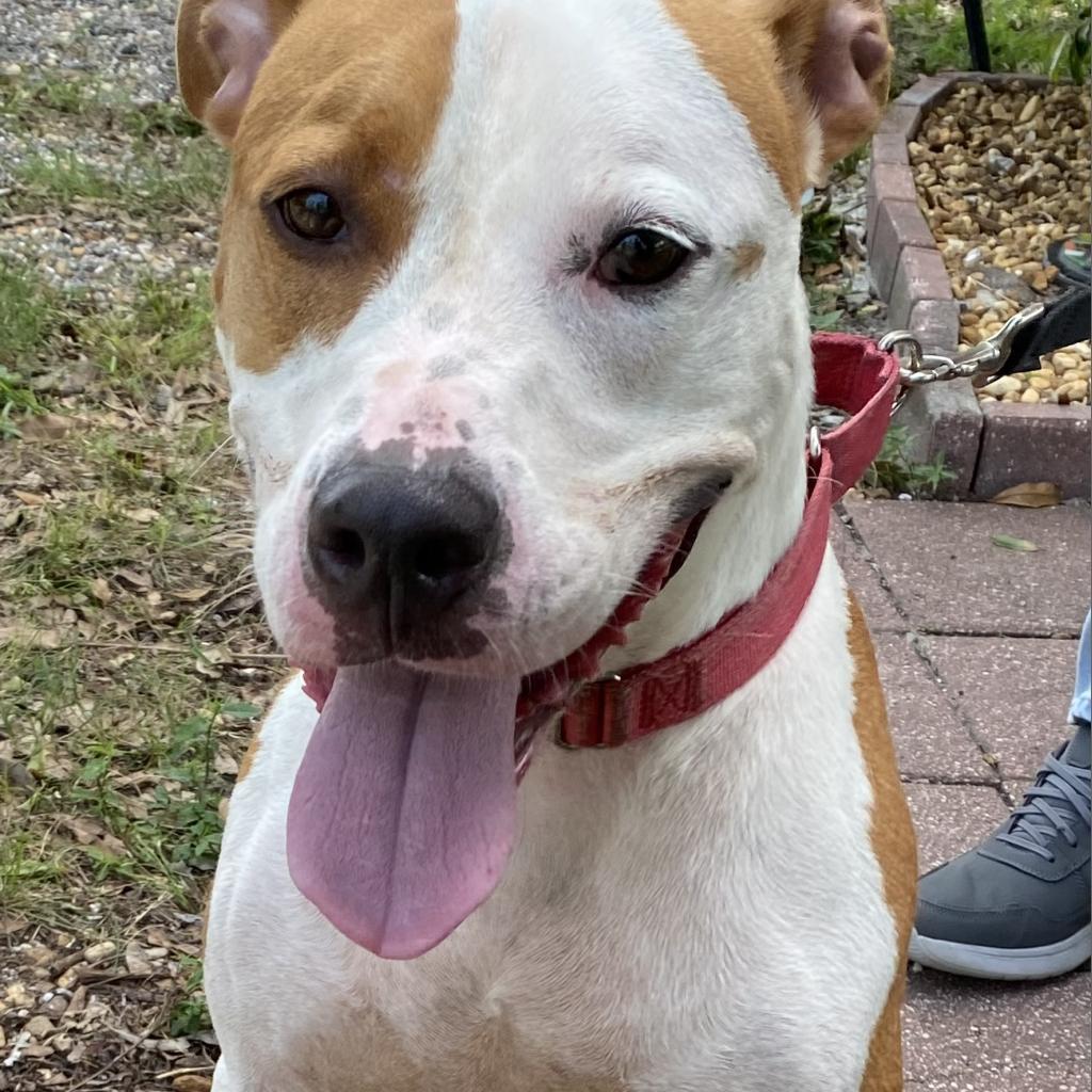 Brew, an adoptable Pit Bull Terrier in Sarasota, FL, 34241 | Photo Image 6