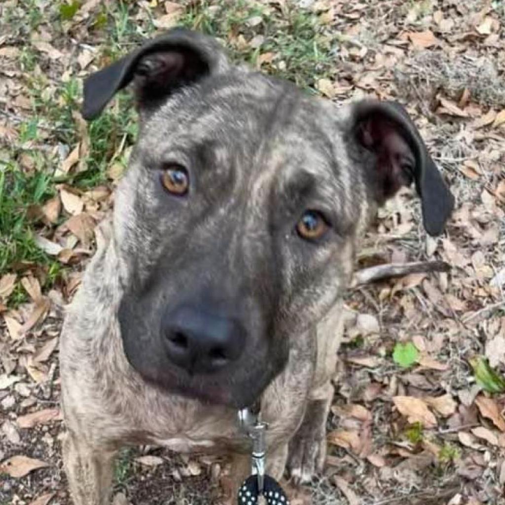 Ella Rae, an adoptable Plott Hound, Pit Bull Terrier in Sarasota, FL, 34241 | Photo Image 1