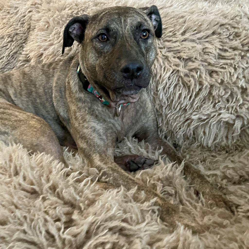 Ella Rae, an adoptable Plott Hound, Pit Bull Terrier in Sarasota, FL, 34241 | Photo Image 2