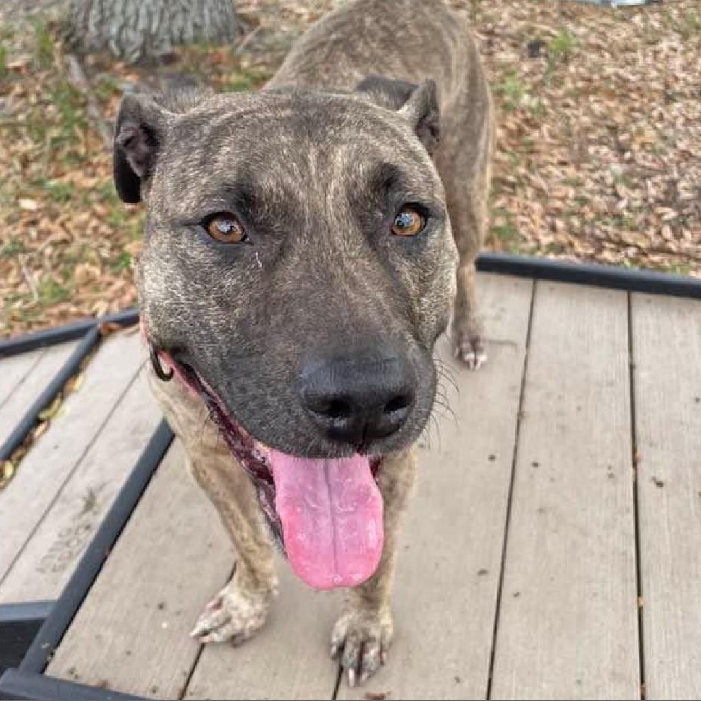 Ella Rae, an adoptable Plott Hound, Pit Bull Terrier in Sarasota, FL, 34241 | Photo Image 3