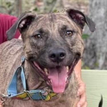 Ella Rae, an adoptable Plott Hound, Pit Bull Terrier in Sarasota, FL, 34241 | Photo Image 4