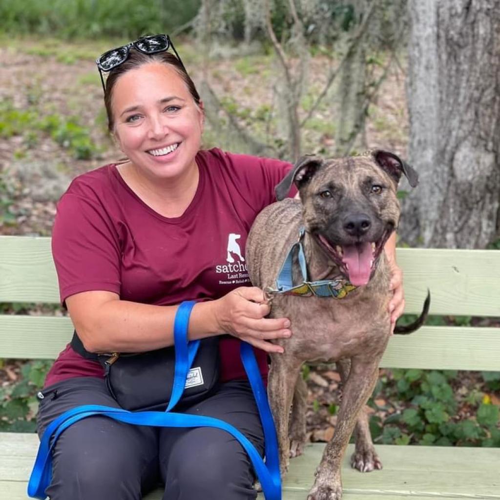 Ella Rae, an adoptable Plott Hound, Pit Bull Terrier in Sarasota, FL, 34241 | Photo Image 5