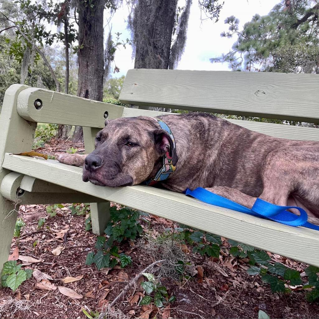 Ella Rae, an adoptable Plott Hound, Pit Bull Terrier in Sarasota, FL, 34241 | Photo Image 6