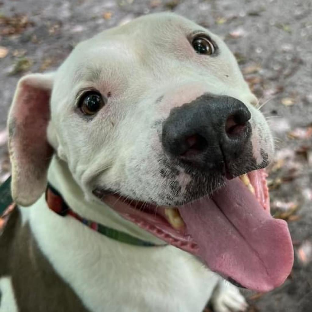 Andi, an adoptable Pit Bull Terrier, Mixed Breed in Sarasota, FL, 34241 | Photo Image 1