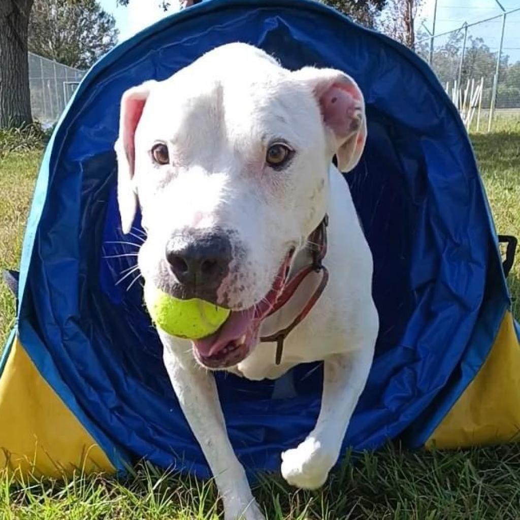 Andi, an adoptable Pit Bull Terrier, Mixed Breed in Sarasota, FL, 34241 | Photo Image 2