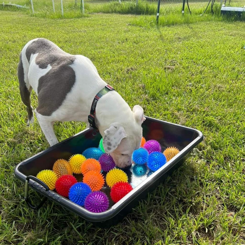 Andi, an adoptable Pit Bull Terrier, Mixed Breed in Sarasota, FL, 34241 | Photo Image 3