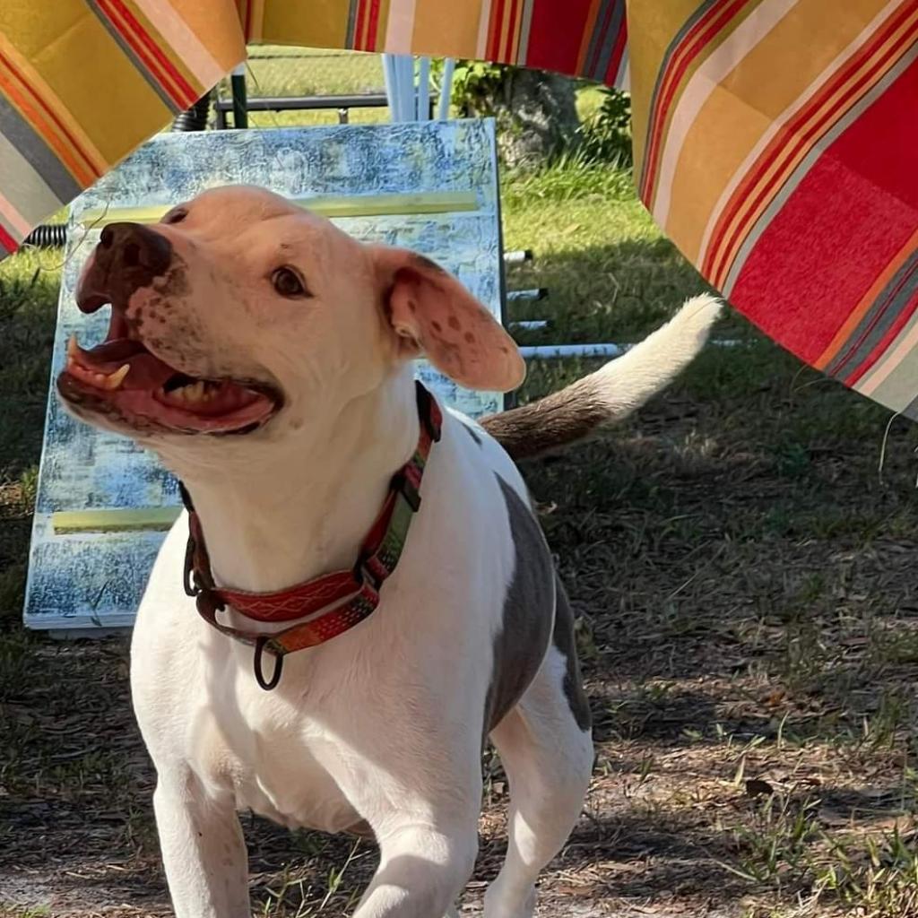 Andi, an adoptable Pit Bull Terrier, Mixed Breed in Sarasota, FL, 34241 | Photo Image 4