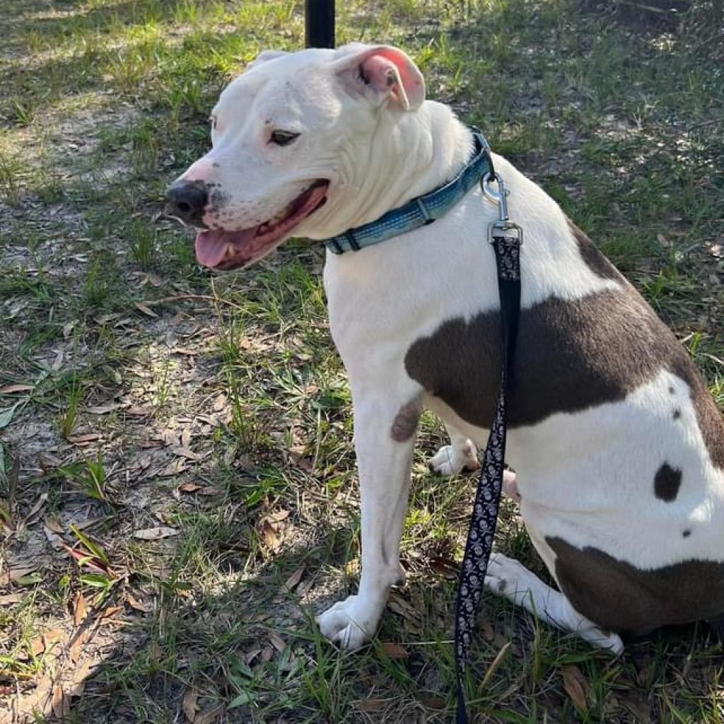 Andi, an adoptable Pit Bull Terrier, Mixed Breed in Sarasota, FL, 34241 | Photo Image 5