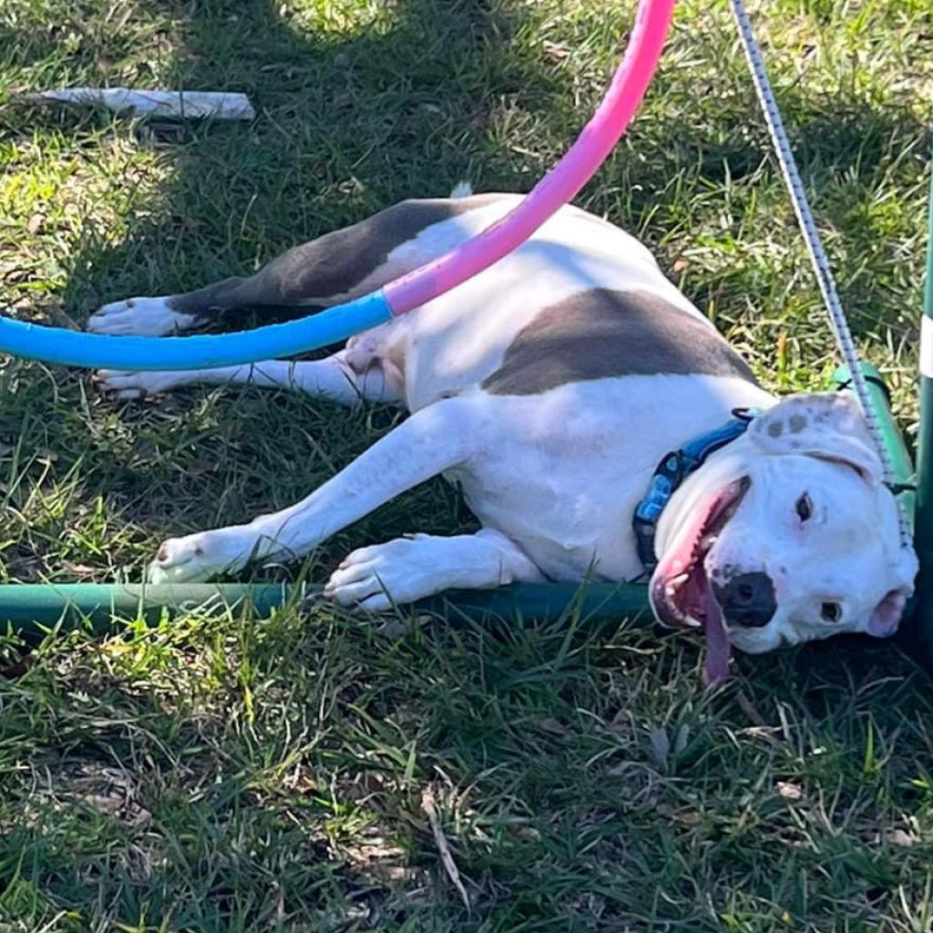 Andi, an adoptable Pit Bull Terrier, Mixed Breed in Sarasota, FL, 34241 | Photo Image 6