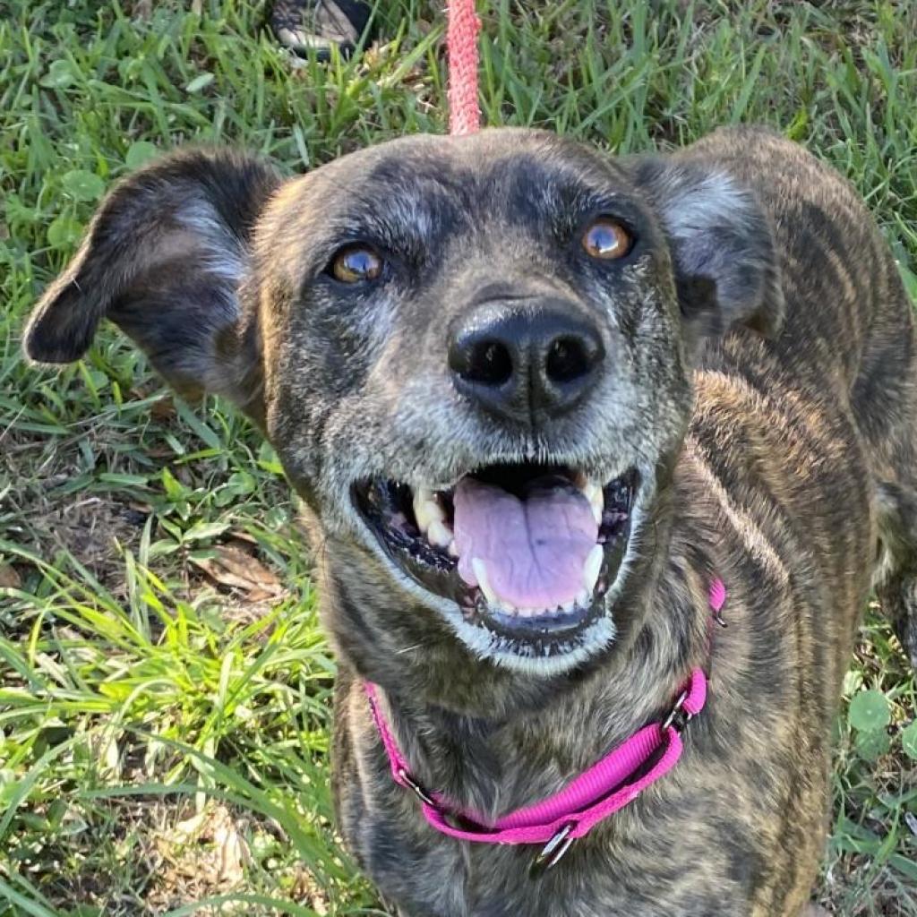 Meili, an adoptable Belgian Shepherd / Malinois, Pit Bull Terrier in Sarasota, FL, 34241 | Photo Image 1
