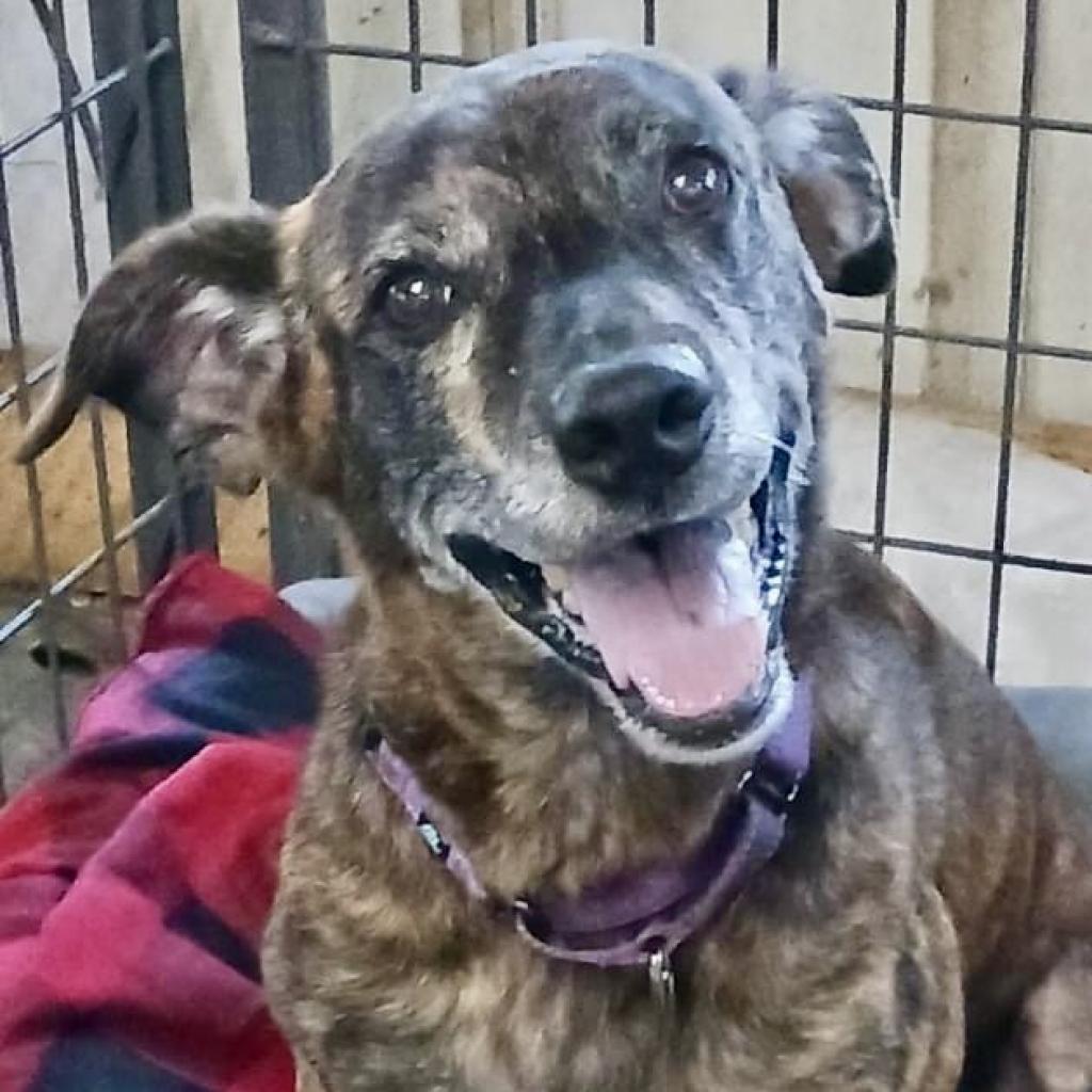 Meili, an adoptable Belgian Shepherd / Malinois, Pit Bull Terrier in Sarasota, FL, 34241 | Photo Image 2