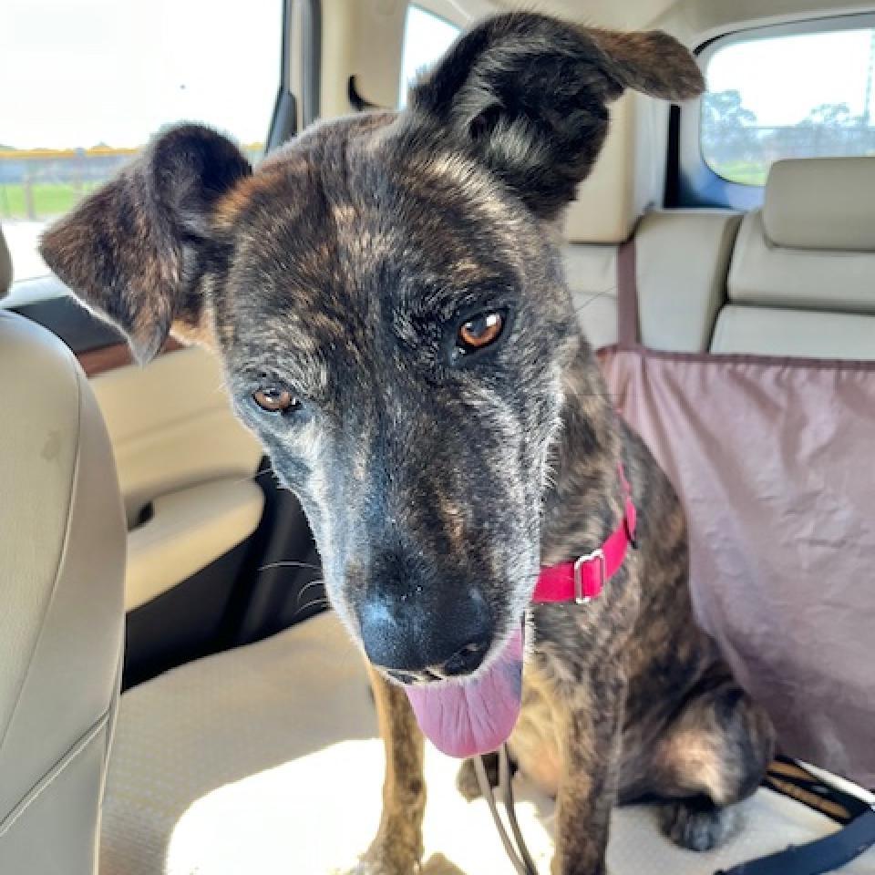 Meili, an adoptable Belgian Shepherd / Malinois, Pit Bull Terrier in Sarasota, FL, 34241 | Photo Image 3