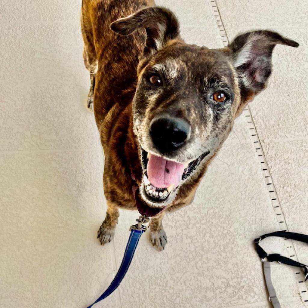 Meili, an adoptable Belgian Shepherd / Malinois, Pit Bull Terrier in Sarasota, FL, 34241 | Photo Image 4