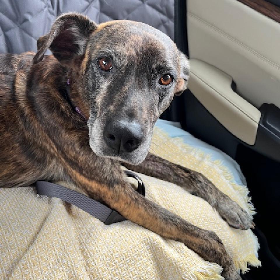 Meili, an adoptable Belgian Shepherd / Malinois, Pit Bull Terrier in Sarasota, FL, 34241 | Photo Image 5