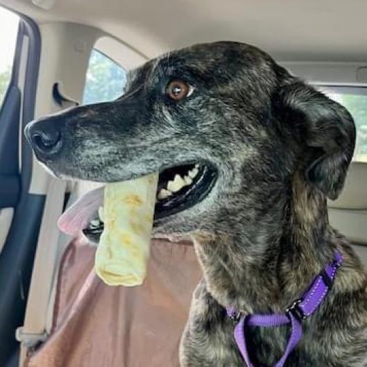 Meili, an adoptable Belgian Shepherd / Malinois, Pit Bull Terrier in Sarasota, FL, 34241 | Photo Image 6