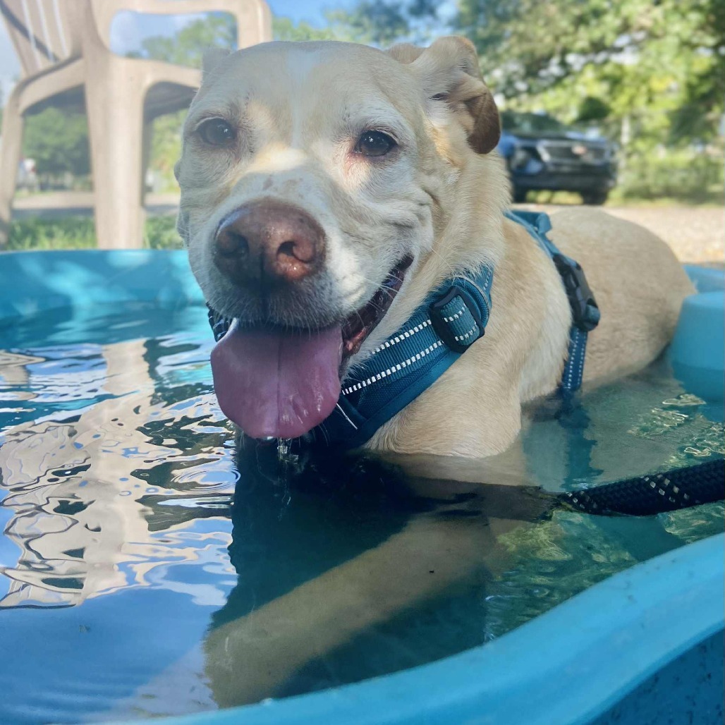 Bernie, an adoptable Yellow Labrador Retriever, Mixed Breed in Sarasota, FL, 34241 | Photo Image 1