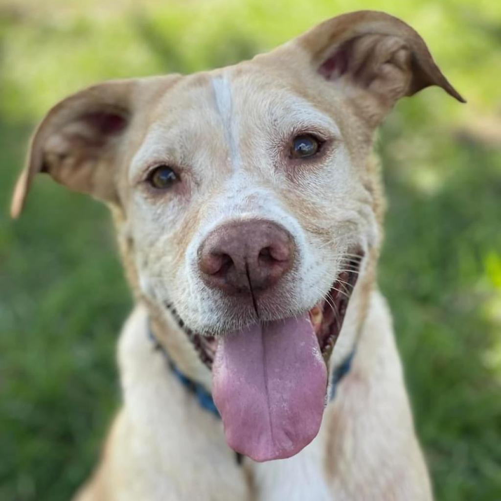 Bernie, an adoptable Yellow Labrador Retriever, Mixed Breed in Sarasota, FL, 34241 | Photo Image 2