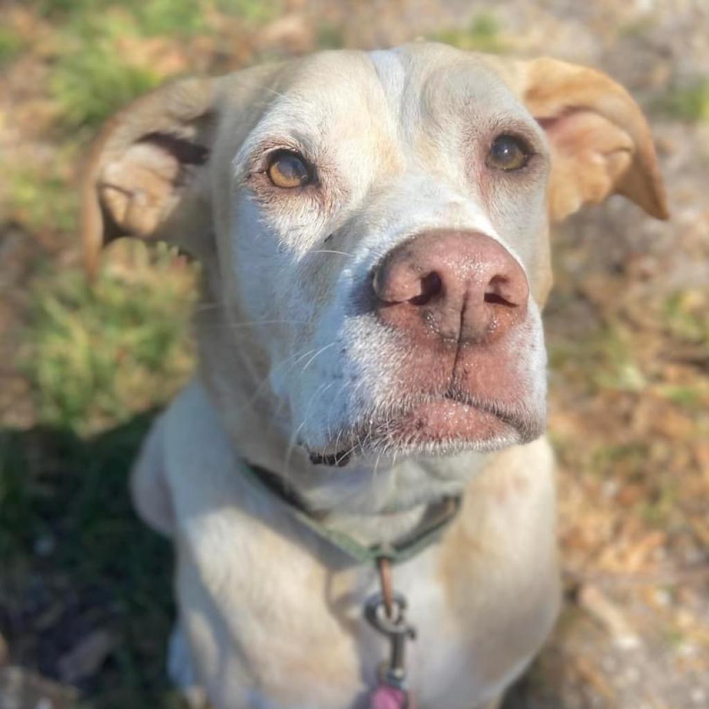 Bernie, an adoptable Yellow Labrador Retriever, Mixed Breed in Sarasota, FL, 34241 | Photo Image 3