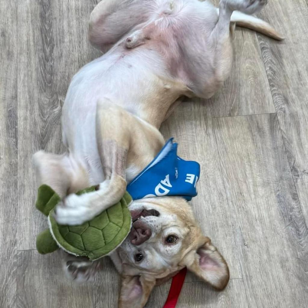 Bernie, an adoptable Yellow Labrador Retriever, Mixed Breed in Sarasota, FL, 34241 | Photo Image 4