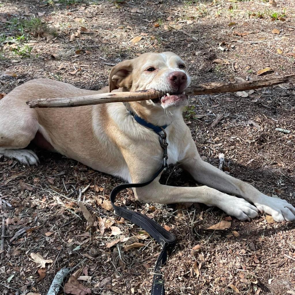 Bernie, an adoptable Yellow Labrador Retriever, Mixed Breed in Sarasota, FL, 34241 | Photo Image 5