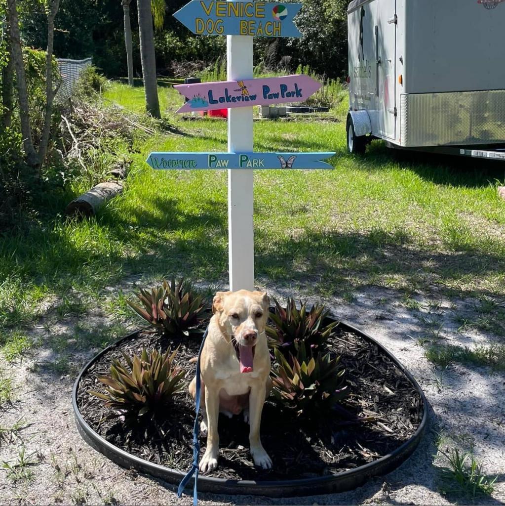 Bernie, an adoptable Yellow Labrador Retriever, Mixed Breed in Sarasota, FL, 34241 | Photo Image 6