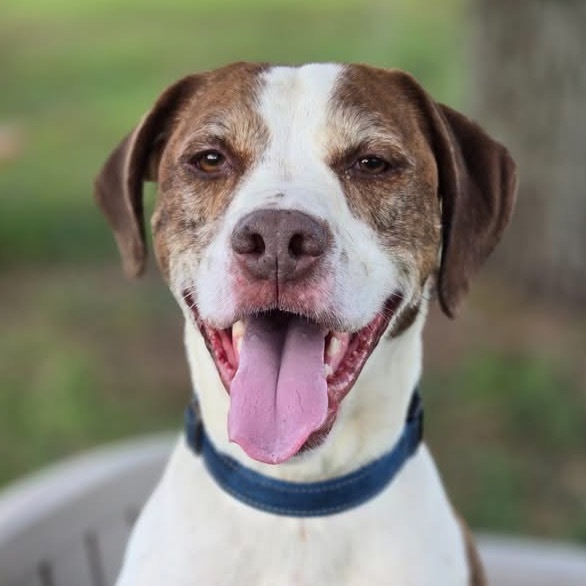Rockett, an adoptable Treeing Walker Coonhound, Mixed Breed in Sarasota, FL, 34241 | Photo Image 1