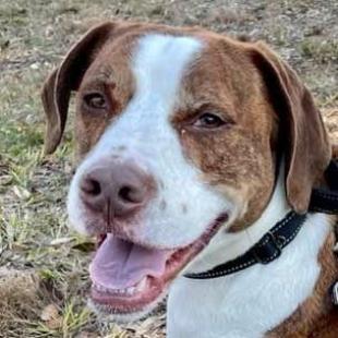Rockett, an adoptable Treeing Walker Coonhound, Mixed Breed in Sarasota, FL, 34241 | Photo Image 2