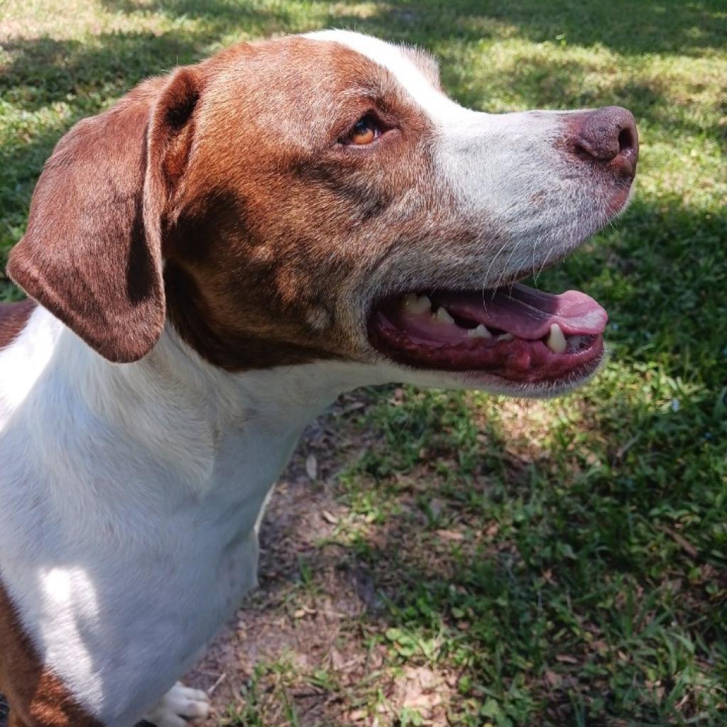 Rockett, an adoptable Treeing Walker Coonhound, Mixed Breed in Sarasota, FL, 34241 | Photo Image 3
