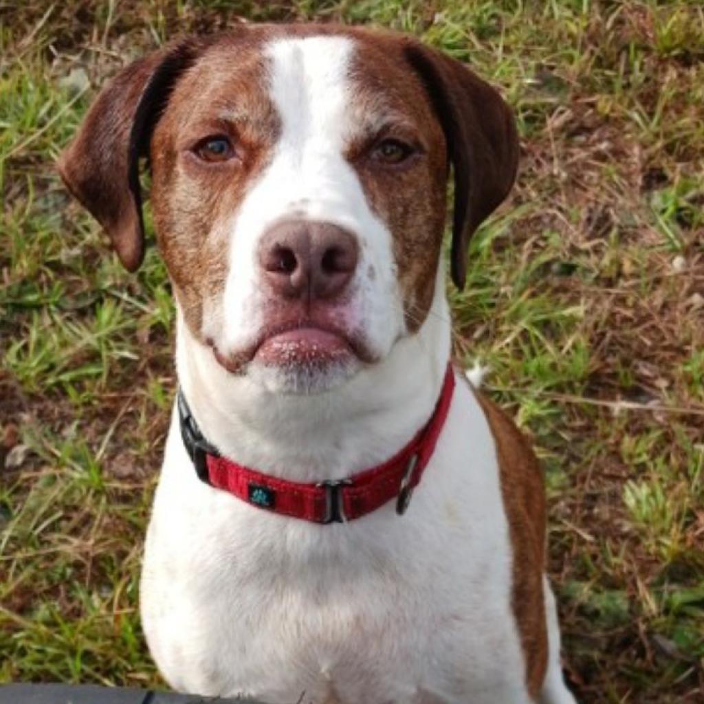 Rockett, an adoptable Treeing Walker Coonhound, Mixed Breed in Sarasota, FL, 34241 | Photo Image 4