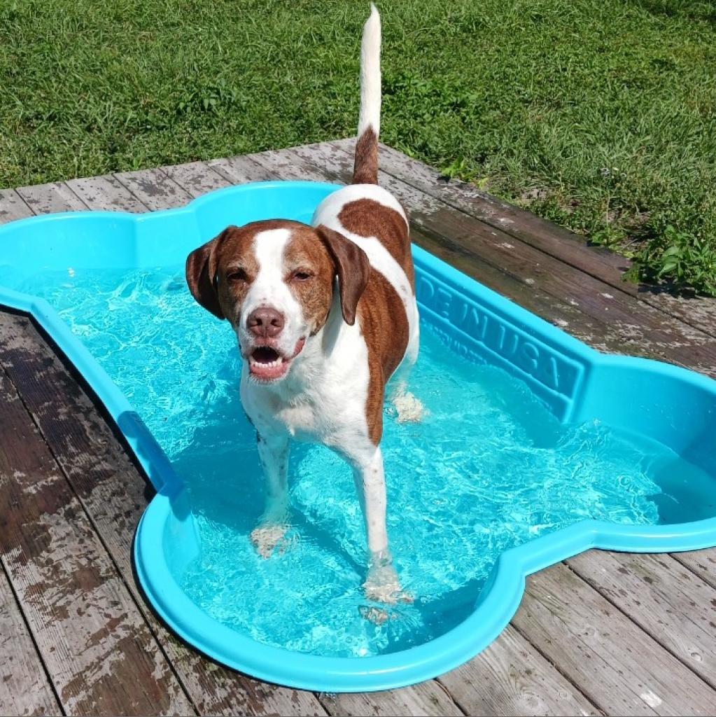 Rockett, an adoptable Treeing Walker Coonhound, Mixed Breed in Sarasota, FL, 34241 | Photo Image 5