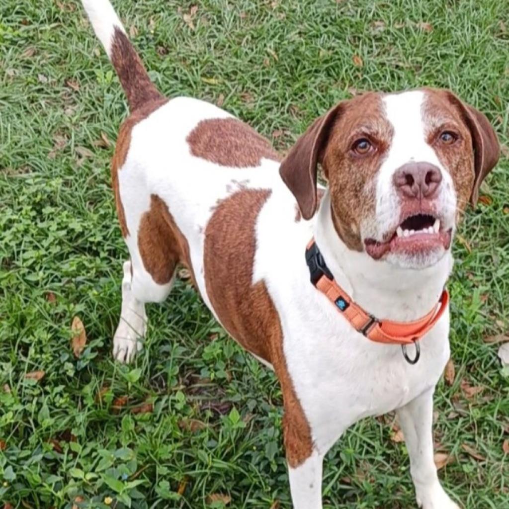 Rockett, an adoptable Treeing Walker Coonhound, Mixed Breed in Sarasota, FL, 34241 | Photo Image 6