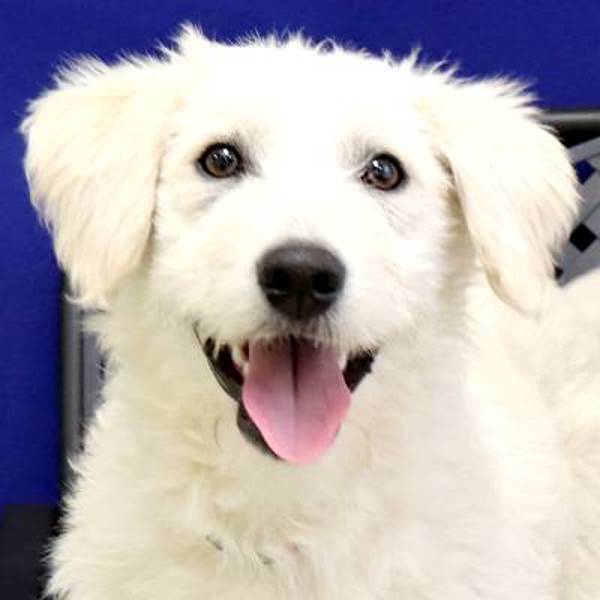 Zoe, an adoptable Schnauzer, Terrier in Fort Davis, TX, 79734 | Photo Image 1