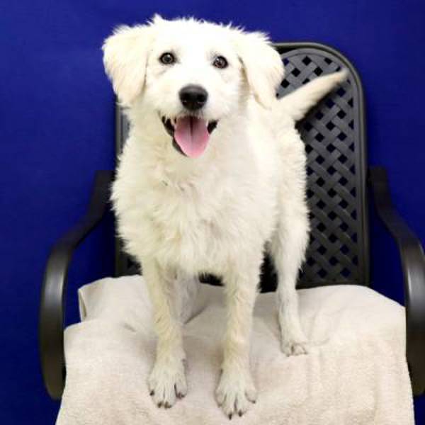 Zoe, an adoptable Schnauzer, Terrier in Fort Davis, TX, 79734 | Photo Image 2