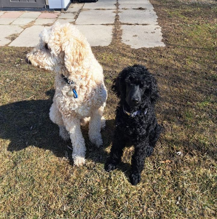 Tan best sale standard poodle